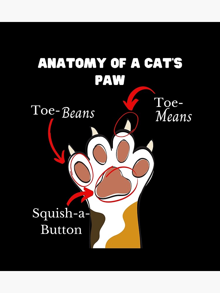 "Anatomy of a Cat's Paw" Poster for Sale by PaintedMagpie Redbubble