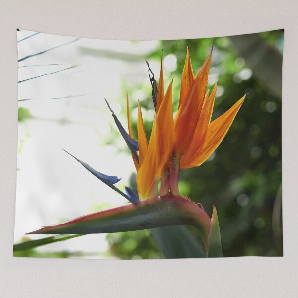 Item preview, Spiky. Bird of paradise flower designed and sold by Jouko Lehto Photography.