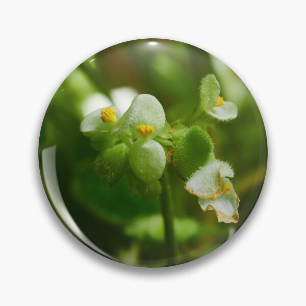 Item preview, Begonia crassicaulis designed and sold by Jouko Lehto Photography.
