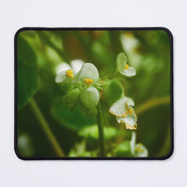 Item preview, Begonia crassicaulis designed and sold by Jouko Lehto Photography.