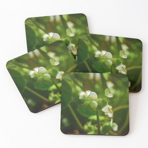 Item preview, Begonia crassicaulis designed and sold by Jouko Lehto Photography.