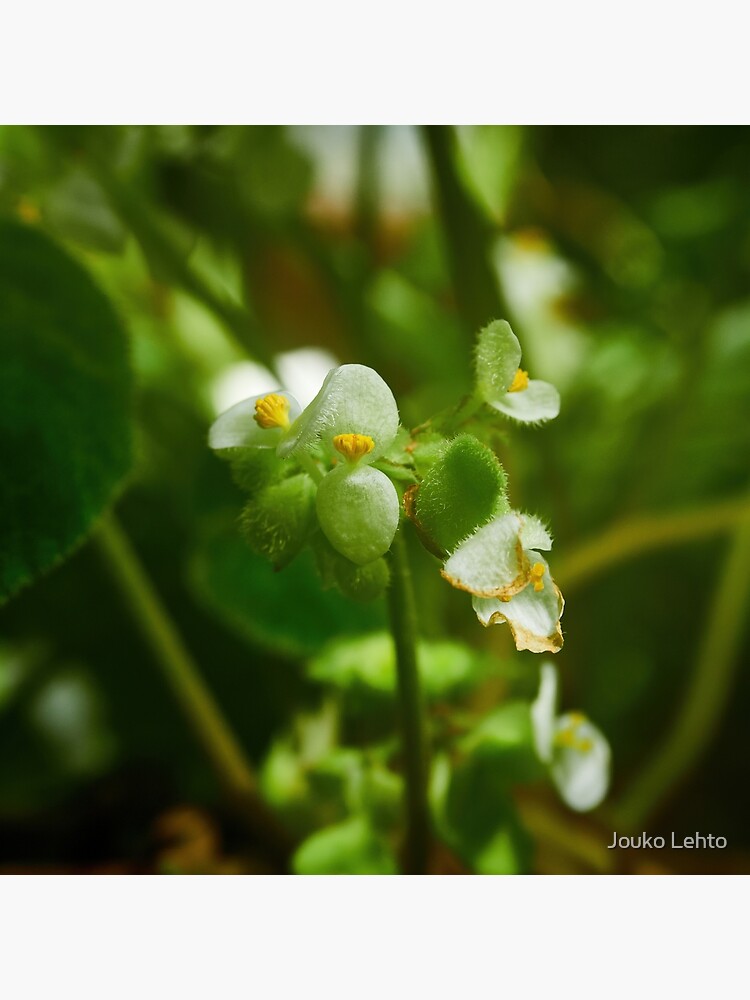 Cedar - Green – Kukka Flowers