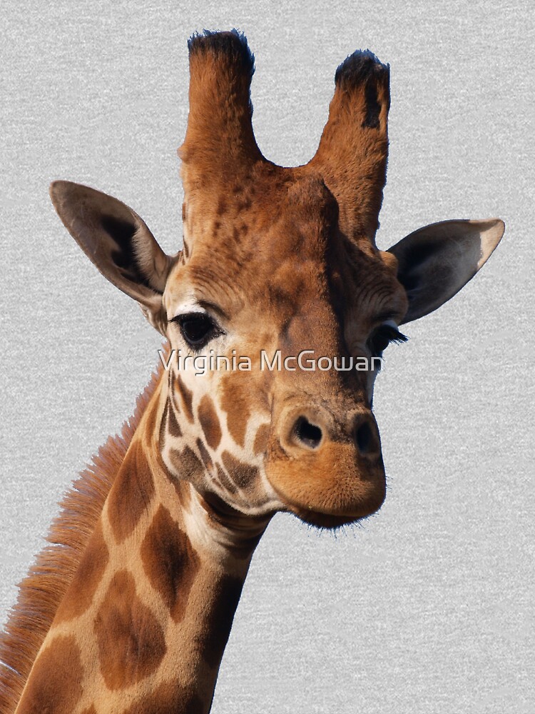 Giraffe by ginnymac