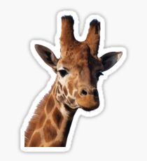 Giraffe Sticker