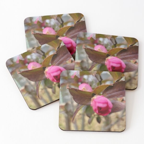 Item preview, Camellia on the weir of the Yeongsan River next to the Sports Complex in Buk-gu, Gwangju,korea designed and sold by human8891.