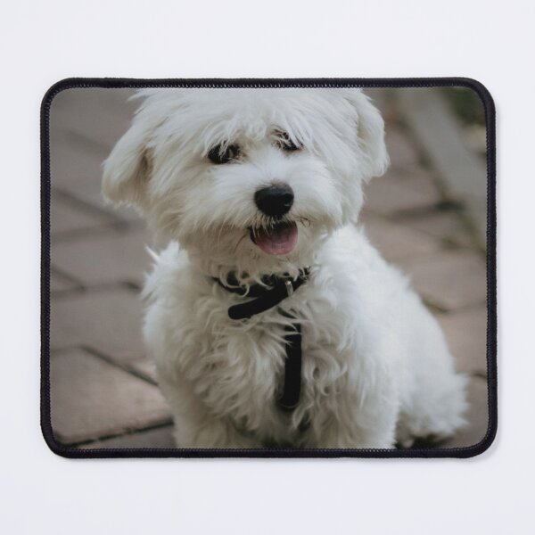 Item preview, Cute Bichon waiting patiently for a treat designed and sold by rocklegends99.