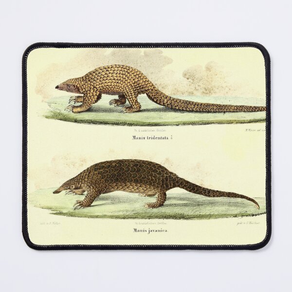 Item preview, Pangolin Illustration designed and sold by Amanda1775.