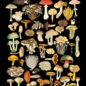 Artwork thumbnail, Mushroom Mycology Fungi Foraging Mushroom Whisperer by Earlene2365