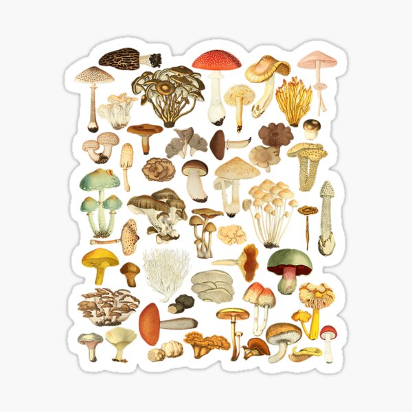 Mushroom Mycology Fungi Foraging Mushroom Whisperer  Sticker
