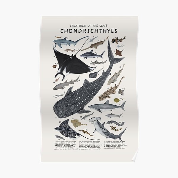 Chondrichthyes science Poster