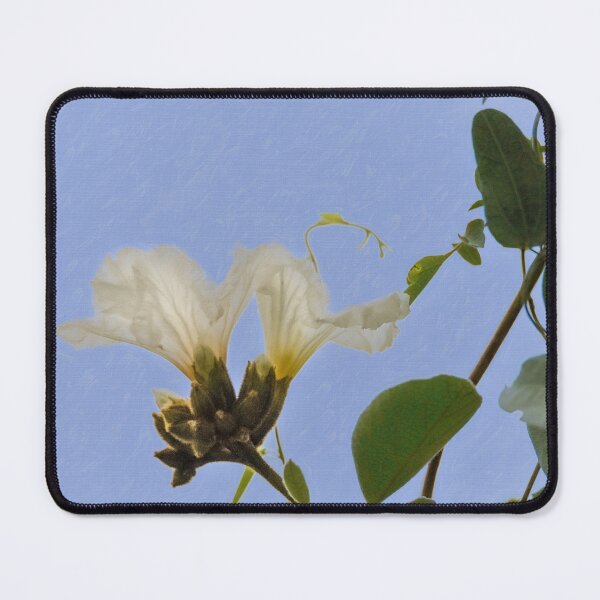 Item preview, Mexican Olive Tree Bloom designed and sold by Debra Martz.