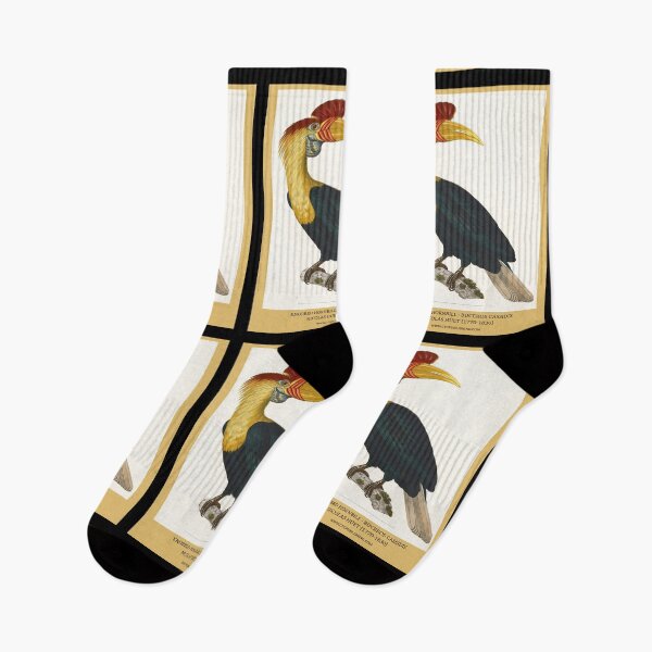 Item preview, Knobbed Hornbill by Nicolas Huet the Younger designed and sold by Amanda1775.