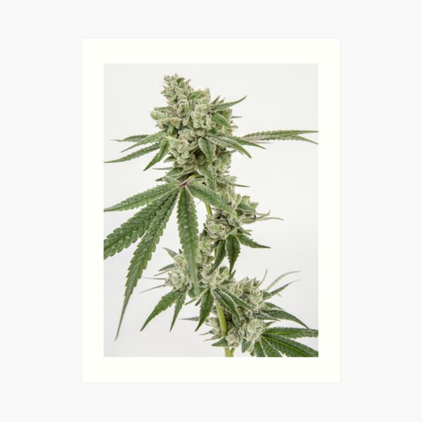 Gorilla Glue Live Cannabis Flower Art Print