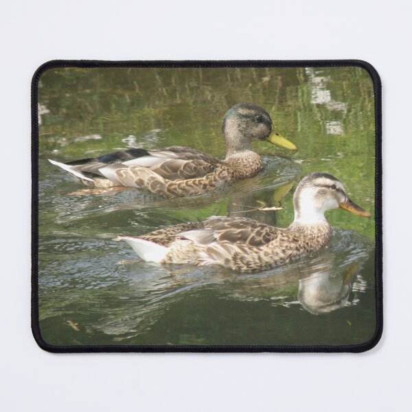Item preview, Pair of Pretty Juvenile Mallard Ducks Photograph designed and sold by naturegallery.