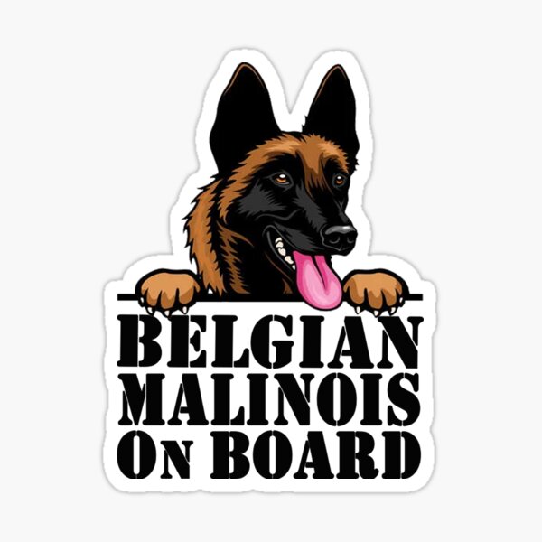 Malinois 2024 on board