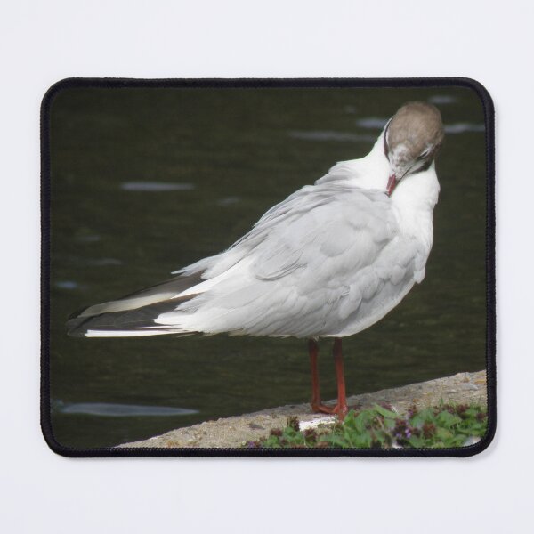 Item preview, Black Headed Gull Preening Photograph designed and sold by naturegallery.