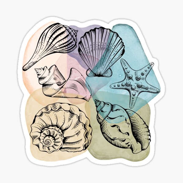 Florida Seashells Naturalist Watercolor Sticker for Sale by