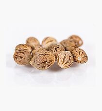 Cannabis Seeds in a Group - Locktite F1 Photographic Print