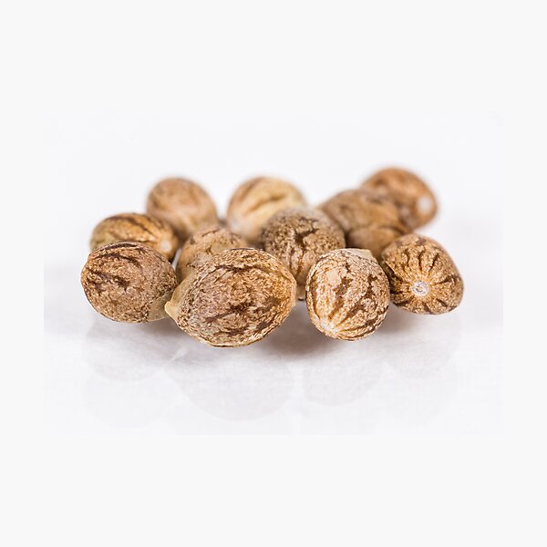 Cannabis Seeds in a Group - Locktite F1 Photographic Print