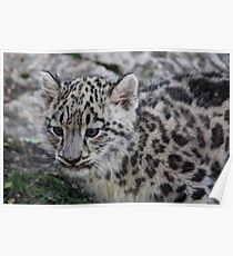 Baby Snow Leopard Poster