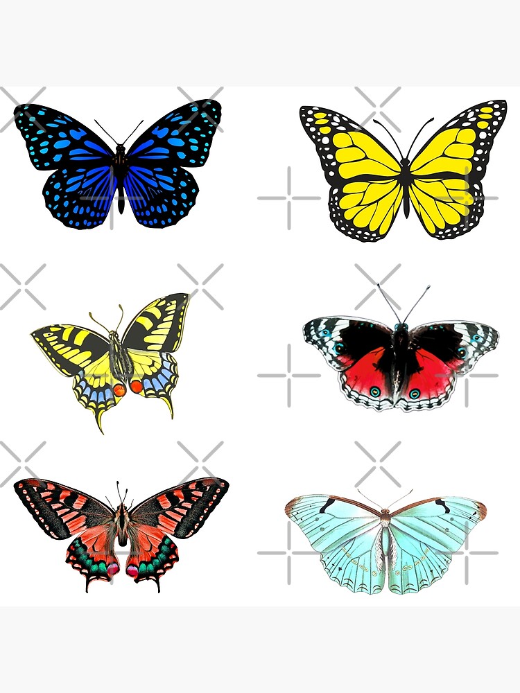 "Beautiful Butterflies Of A Colourful Butterfly Set / Butterfly