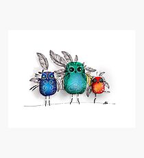 owl feathers Photographic Print