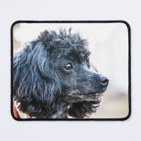 Item preview, The boss poodle designed and sold by KensLensDesigns.