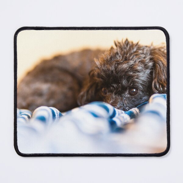 Item preview, Dog in a bed designed and sold by KensLensDesigns.