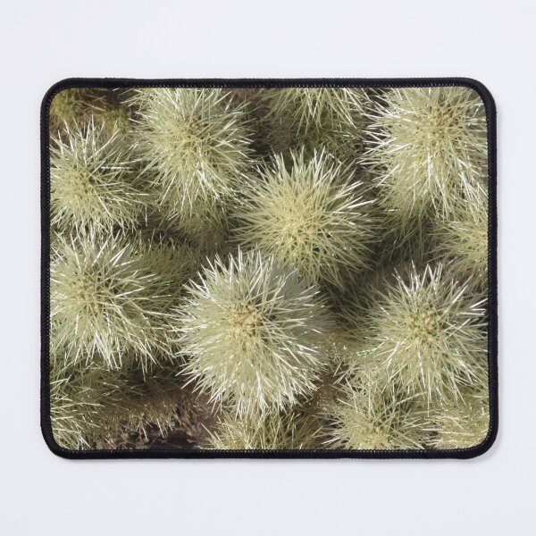 Item preview, Cholla Cactus designed and sold by SunnyDesignsCo.