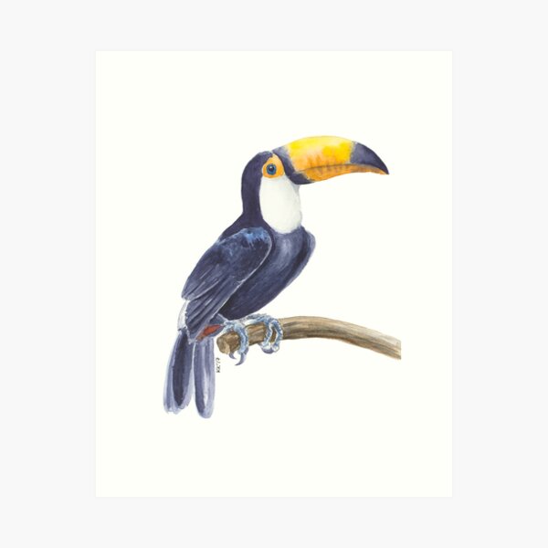 Toucan, tropical bird Art Print