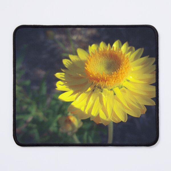 Item preview, Paper Daisy designed and sold by DVJPhotography.