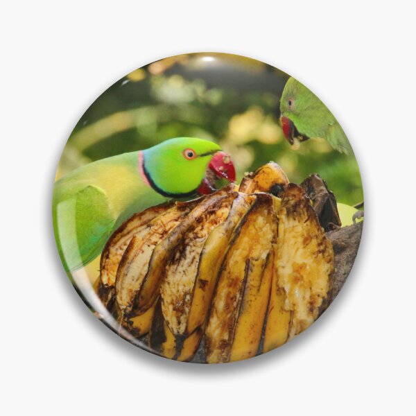 Item preview, Rose-ringed parakeets eating bananas at the zoo designed and sold by FranWest.