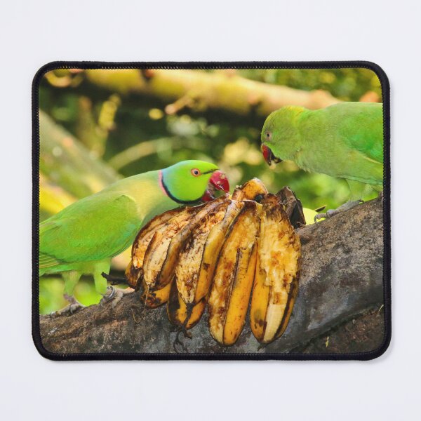 Item preview, Rose-ringed parakeets eating bananas at the zoo designed and sold by FranWest.