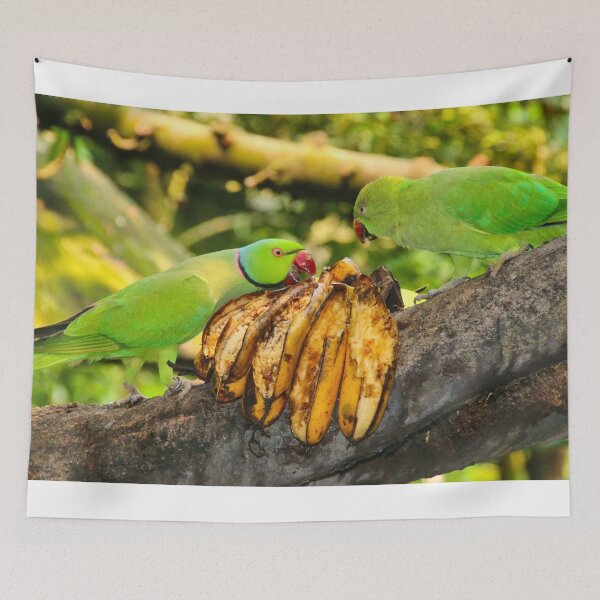 Item preview, Rose-ringed parakeets eating bananas at the zoo designed and sold by FranWest.