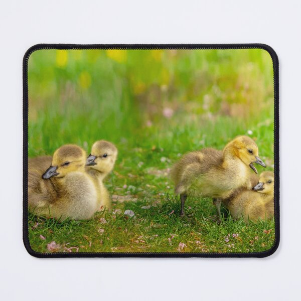 Item preview,  Ducklings  designed and sold by LudaNayvelt.
