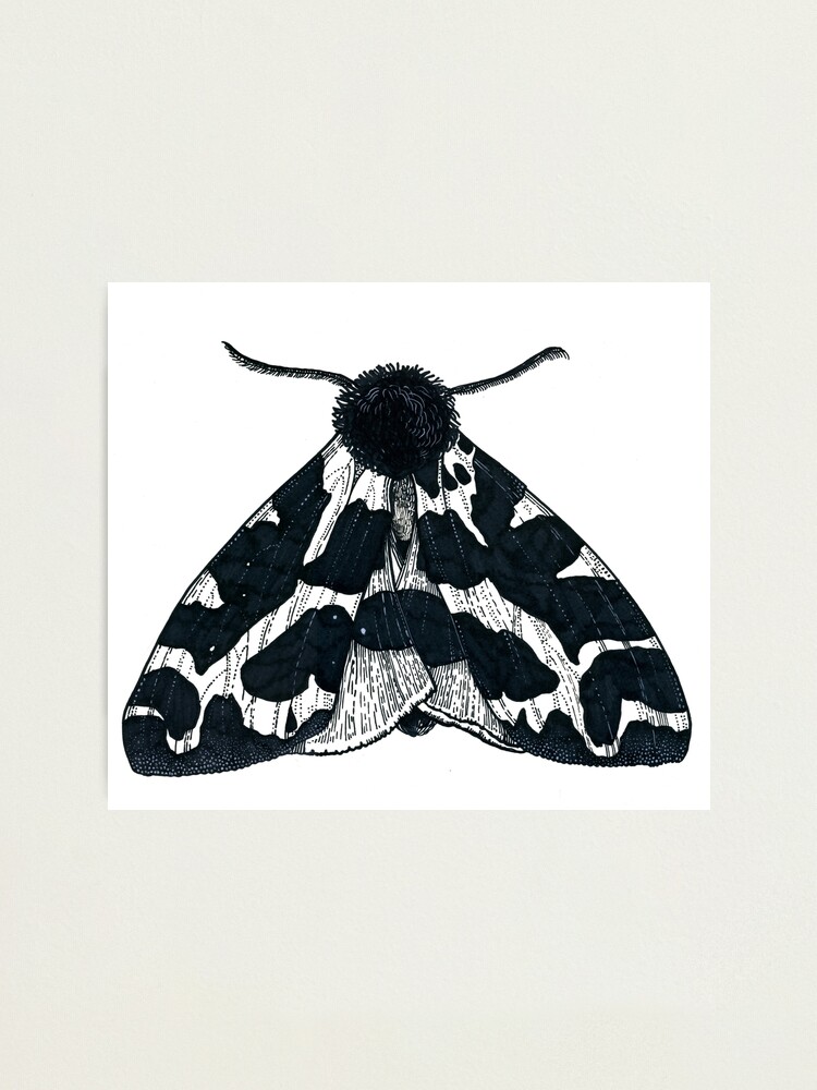 Garden Tiger Moth Photographic Print By Flowers4art Redbubble