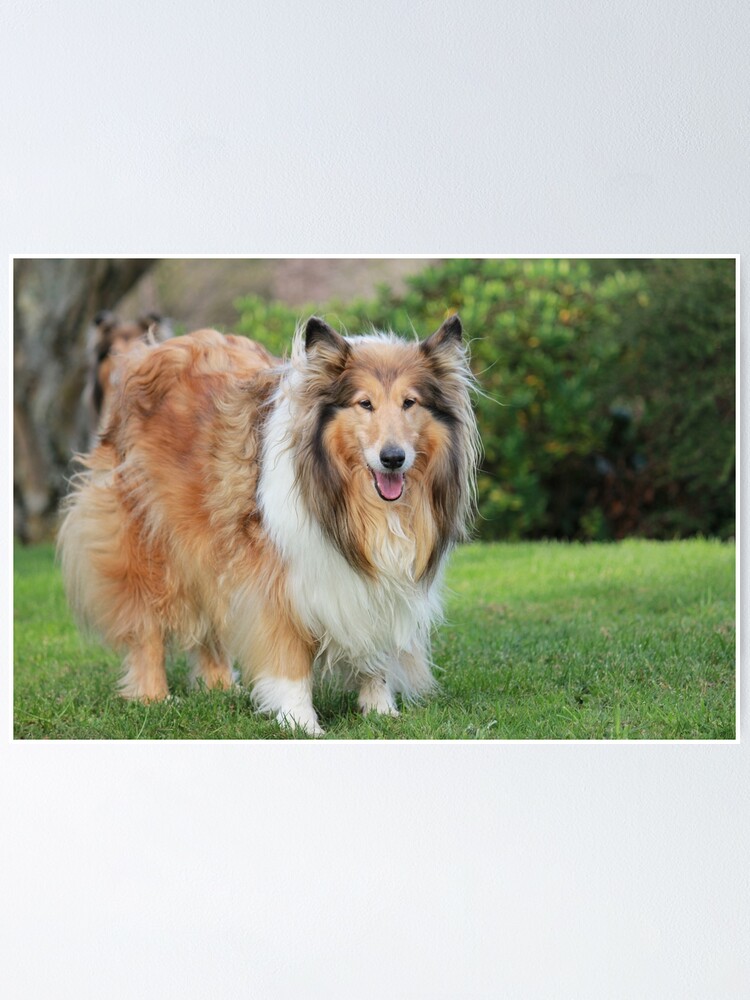 Rough 'Lassie' Collie, Rough Collie Dog laying down for por…