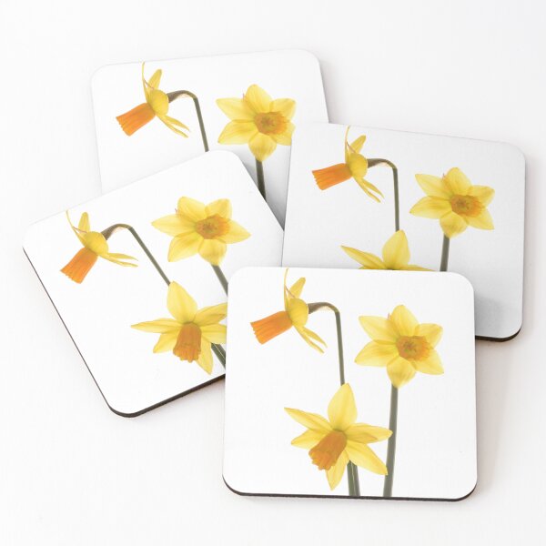 Item preview, Tête à tête Miniature Narcissi Daffodils Photo studio close up designed and sold by JonDelorme.