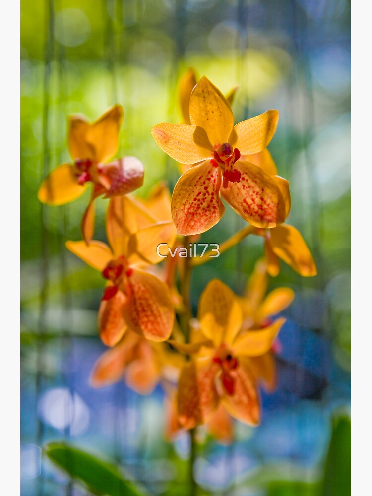 Orchidees flottantes by Cvail73