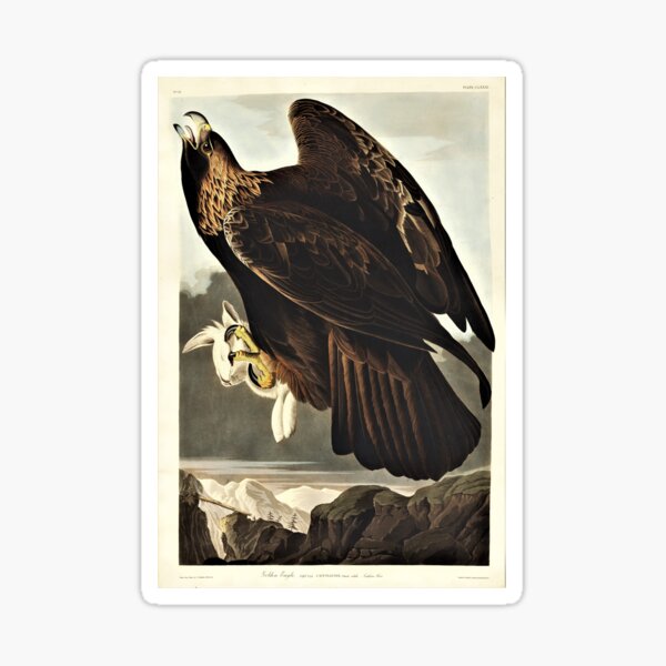 Audubon Golden Eagle Sticker