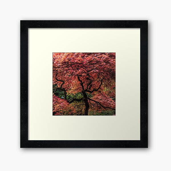 Item preview, Autumn Tree designed and sold by silvtom.