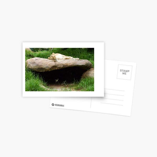 Savanna Postcard