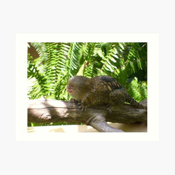 Monkey Art Print