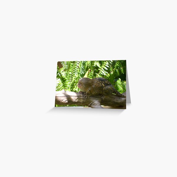 Monkey Greeting Card