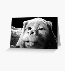 Falkor The Luck Dragon From The Neverending Story Design Greeting Card