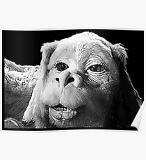 Falkor The Luck Dragon From The Neverending Story Design Poster