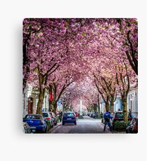 Cherry Blossom Street #1- Bonn, Germany Canvas Print