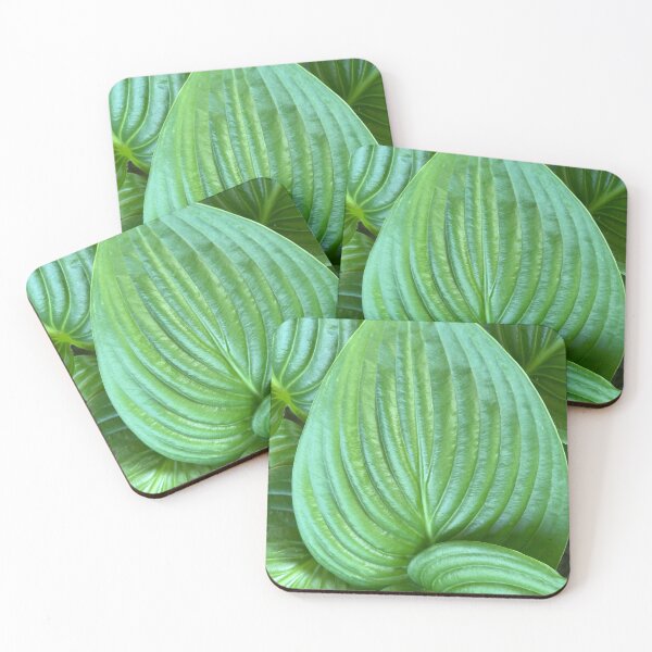 Artikelvorschau, Wunderschönes Hosta plantaginea-Blatt - grüne Perfektion und Harmonie entworfen und verkauft von marielhvc.