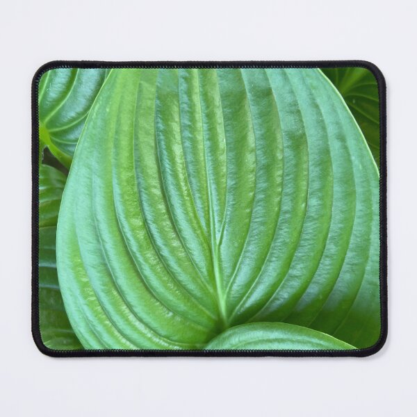 Artikelvorschau, Wunderschönes Hosta plantaginea-Blatt - grüne Perfektion und Harmonie entworfen und verkauft von marielhvc.