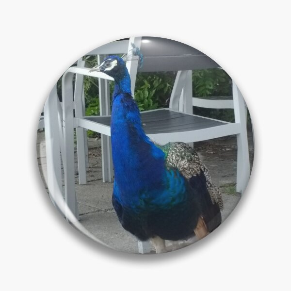 Item preview, #157 |☼| Peacock / Peafowl (Elsham Hall, Gardens & Country Park) designed and sold by Naean H.F. (Nez Man).